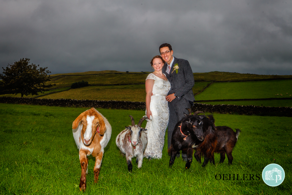 Bride and Groom feeding the goats
