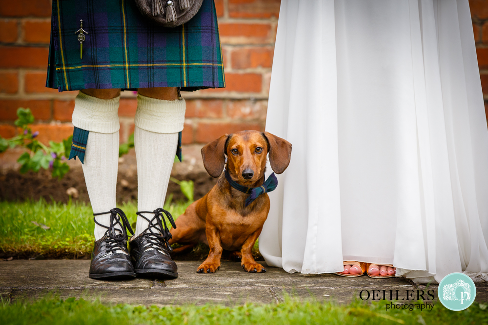 Low angle photograph of a suasage dog dressed up in a bow tie in between bride and groom.