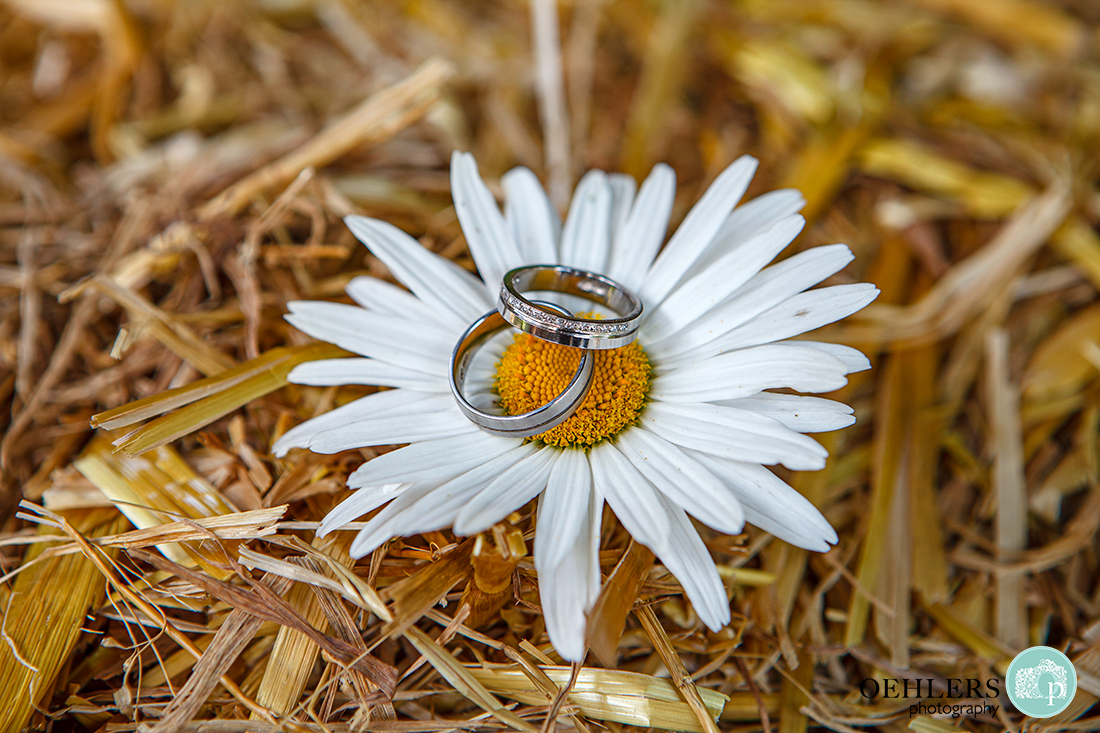 A daisy flower set on top of a hay bale with the wedding rings in the middle of the flower.