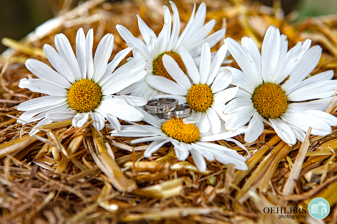 The wedding rings on a bundle of daisy heads.